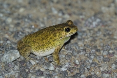 Sclerophrys maculata