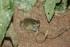 Sclerophrys maculata