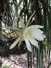 Selenicereus triangularis
