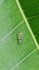 Insecta