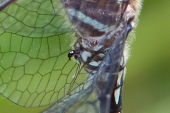 Brechmorhoga pertinax