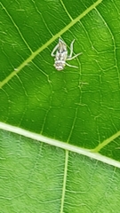 Insecta