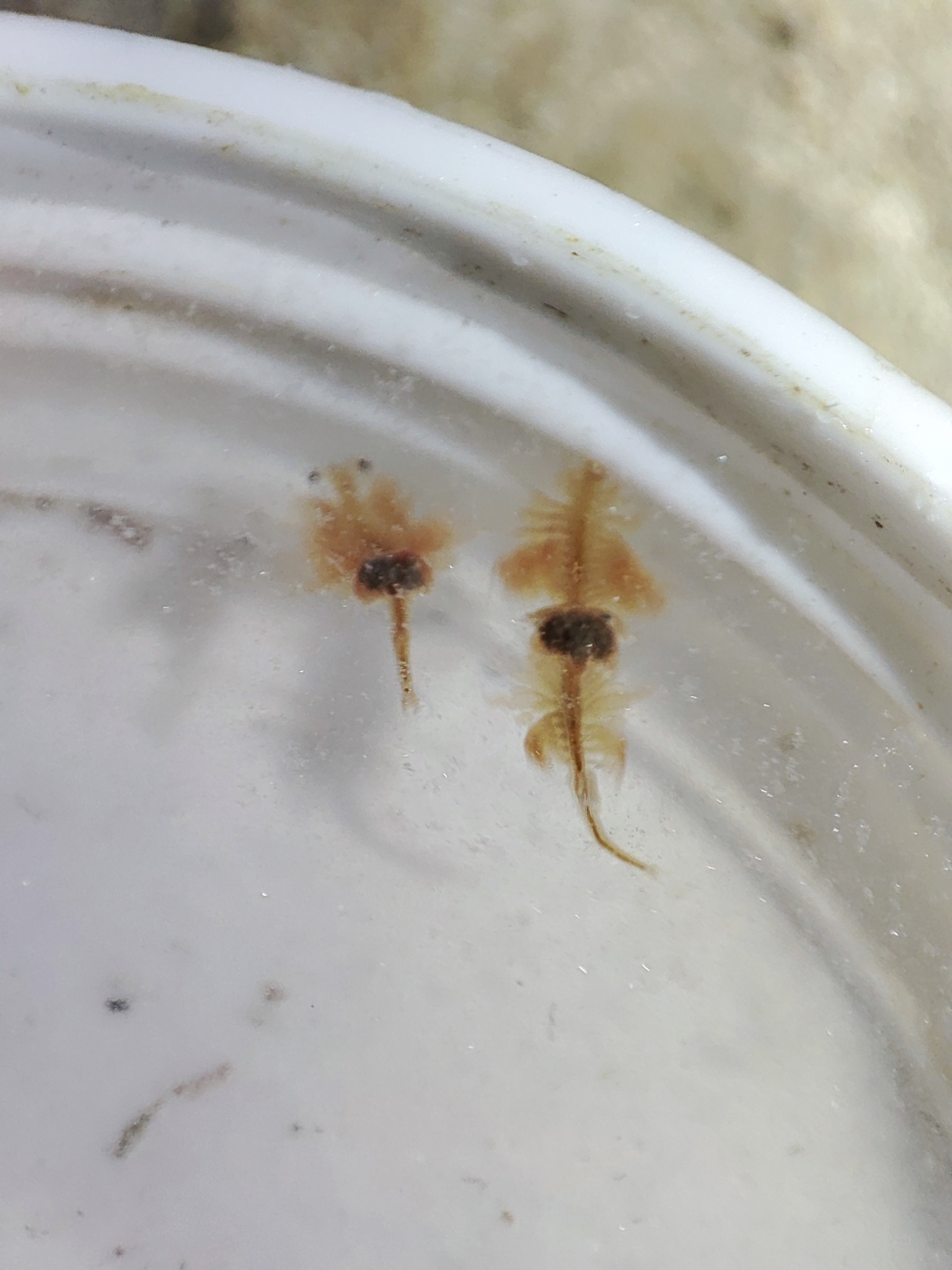 Artemia salina (Linnaeus, 1758)