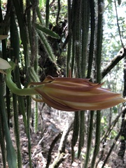 Selenicereus triangularis