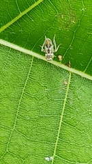 Insecta