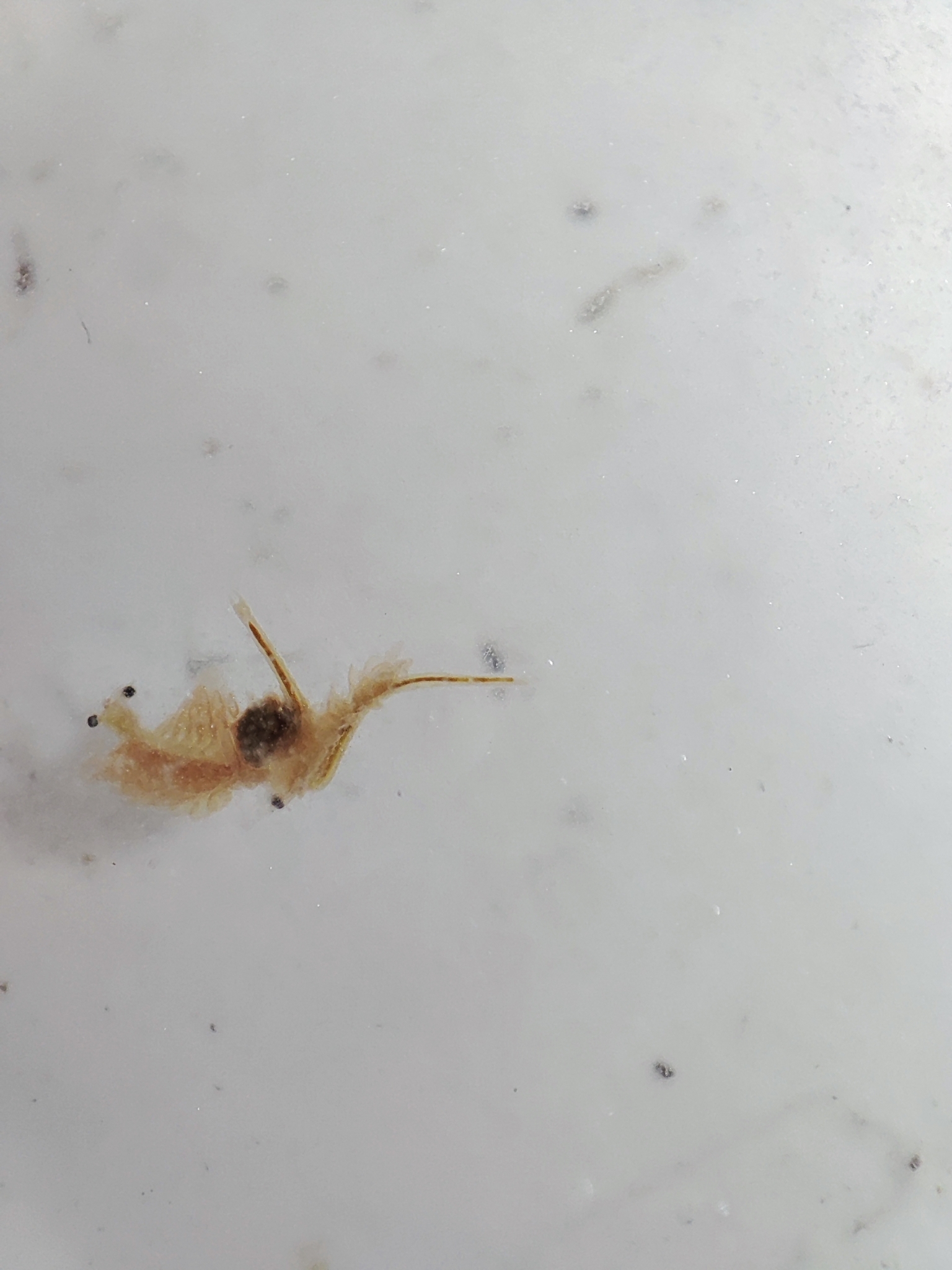 Artemia salina (Linnaeus, 1758)