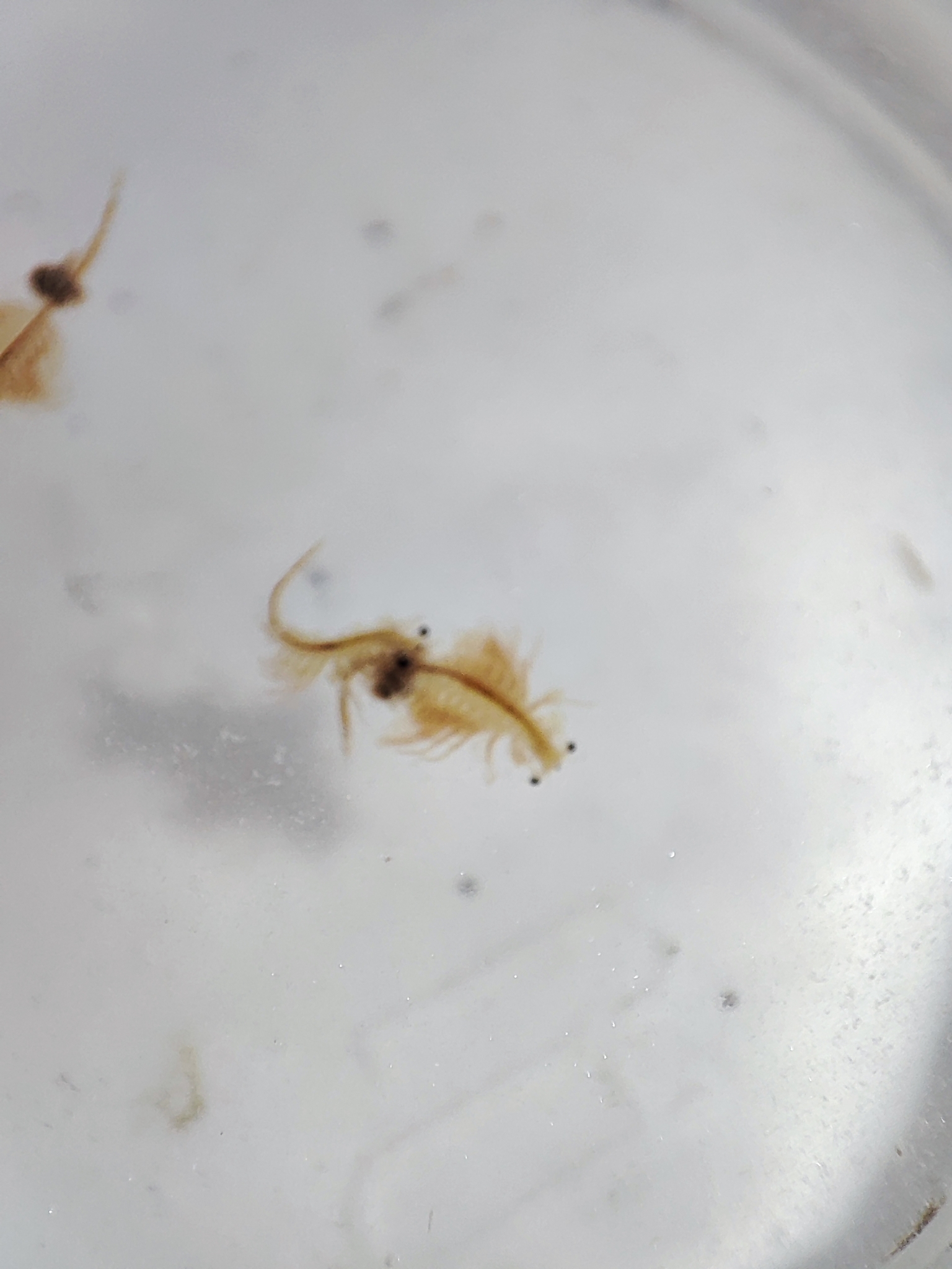 Artemia salina (Linnaeus, 1758)