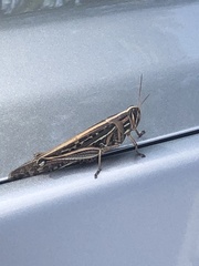 Schistocerca americana