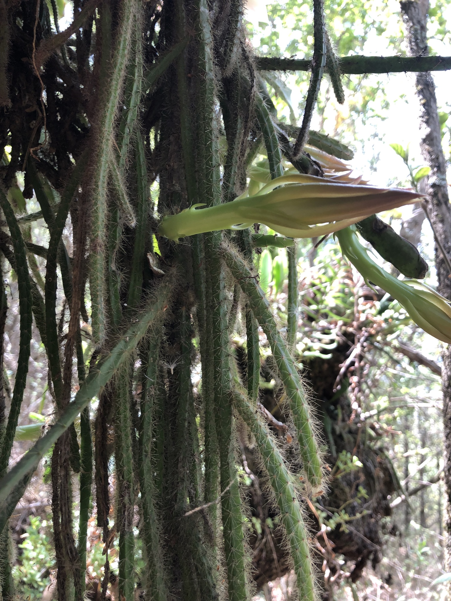 Selenicereus triangularis (L.) D.R.Hunt