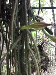 Selenicereus triangularis