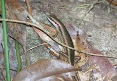 Trachylepis albilabris