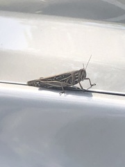 Schistocerca americana