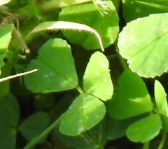 Medicago arabica