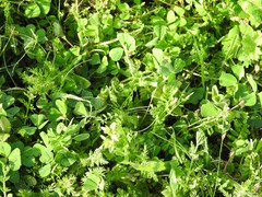 Medicago arabica