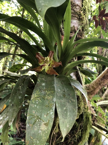 Huntleya burtii, photograph 6