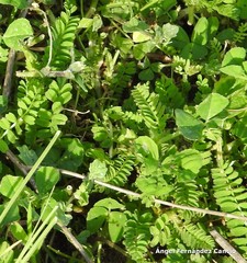 Biserrula pelecinus