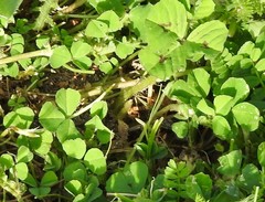 Medicago arabica