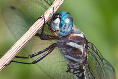 Brechmorhoga pertinax