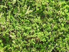 Biserrula pelecinus