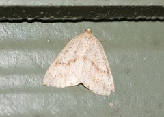 Thallophaga hyperborea