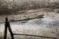 Trachylepis albilabris