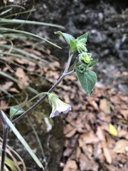 Lycianthes ciliolata