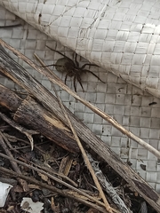 Lycosoides coarctata