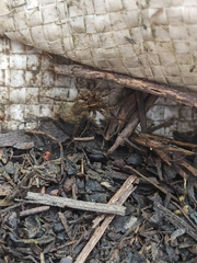 Lycosoides coarctata