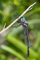 Brechmorhoga pertinax