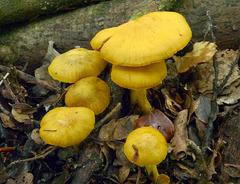 Cortinarius chrysma