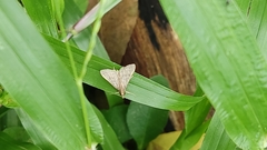 Lepidoptera