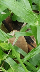 Lepidoptera