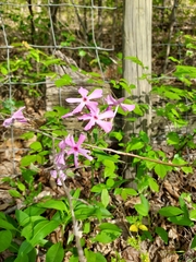 Phlox nivalis