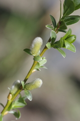 Salix bicolor