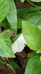 Lepidoptera