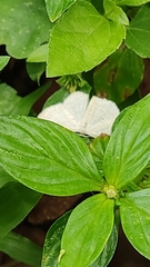 Lepidoptera