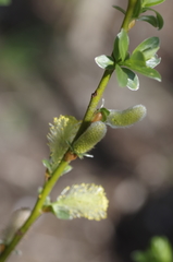 Salix bicolor