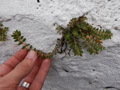 Euphorbia thymifolia