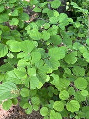 Hormaphis hamamelidis