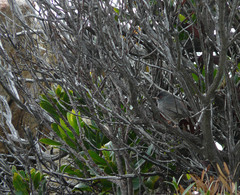 Curruca sarda