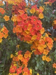 Streptosolen