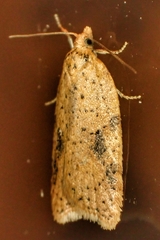 Acleris notana