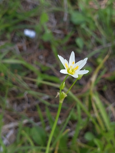 Nothoscordum bivalve image