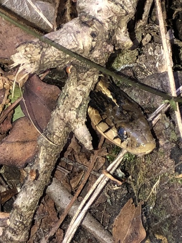 Highland Garter Snake
