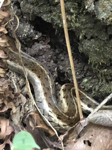 Highland Garter Snake