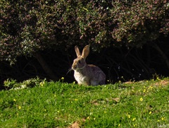 Oryctolagus cuniculus