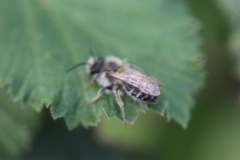Andrena gravida