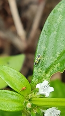 Hemiptera