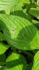 Hemiptera