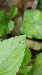 Hemiptera